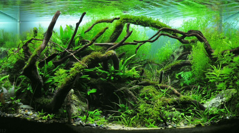 Nature style aquascape